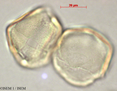 ISEM 1/Rinorea_sinuata_46283/Rinorea_sinuata_46283_0001(copy)_thumb.jpg